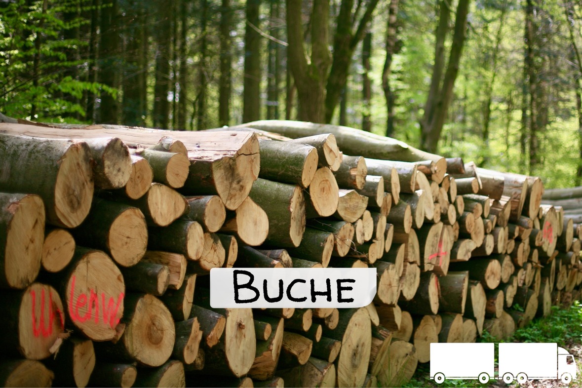 Stammholz Buche